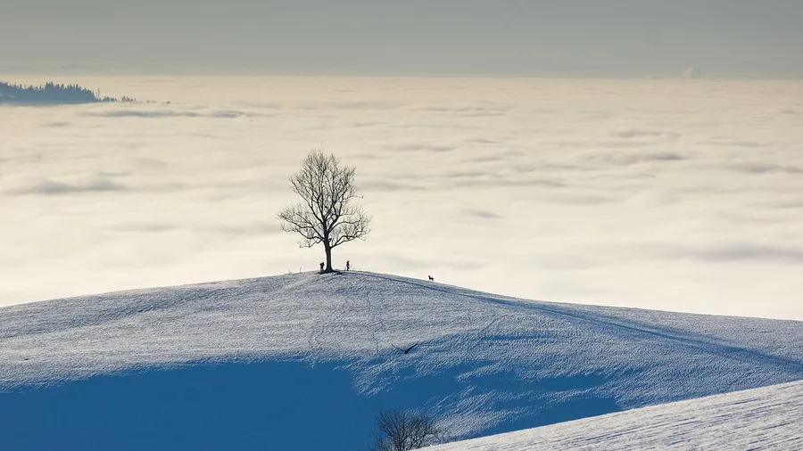The Strength of Self-Reliance Grows