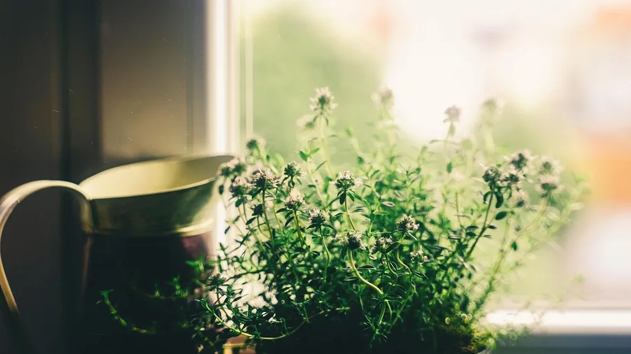 The Window Herb-Garden Ritual